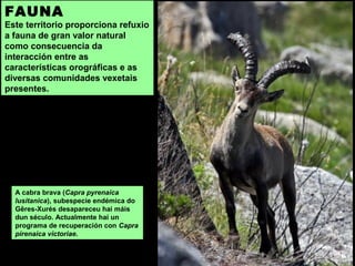 FAUNA
Este territorio proporciona refuxio
a fauna de gran valor natural
como consecuencia da
interacción entre as
características orográficas e as
diversas comunidades vexetais
presentes.
A cabra brava (Capra pyrenaica
lusitanica), subespecie endémica do
Gêres-Xurés desapareceu hai máis
dun século. Actualmente hai un
programa de recuperación con Capra
pirenaica victoriae.
 
