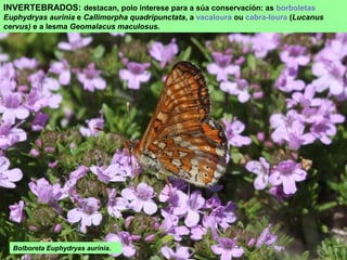 INVERTEBRADOS: destacan, polo interese para a súa conservación: as borboletas
Euphydryas aurinia e Callimorpha quadripunctata, a vacaloura ou cabra-loura (Lucanus
cervus) e a lesma Geomalacus maculosus.
Bolboreta Euphydryas aurinia.
 