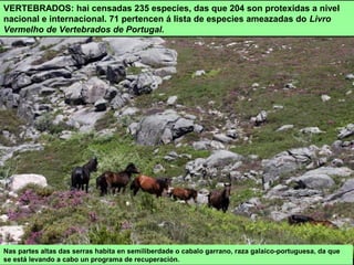 VERTEBRADOS: hai censadas 235 especies, das que 204 son protexidas a nivel
nacional e internacional. 71 pertencen á lista de especies ameazadas do Livro
Vermelho de Vertebrados de Portugal.
Nas partes altas das serras habita en semiliberdade o cabalo garrano, raza galaico-portuguesa, da que
se está levando a cabo un programa de recuperación.
 