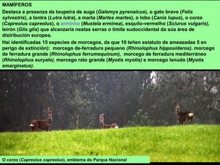 MAMÍFEROS
Destaca a presenza da toupeira de auga (Galemys pyrenaicus), o gato bravo (Felis
sylvestris), a lontra (Lutra lutra), a marta (Martes martes), o lobo (Canis lupus), o corzo
(Capreolus capreolus), o arminho (Mustela erminea), esquilo-vermelho (Sciurus vulgaris),
leirón (Glis glis) que alcanzaría nestas serras o límite sudoccidental da súa área de
distribución europea.
Hai identificadas 15 especies de morcegos, da que 10 teñen estatuto de ameazadas 5 en
perigo de extinción): morcego de-ferradura pequeno (Rhinolophus hipposideros), morcego
de ferradura grande (Rhinolophus ferrumequinum), morcego de ferradura mediterráneo
(Rhinolophus euryale), morcego rato grande (Myotis myotis) e morcego lanudo (Myotis
emarginatus).
O corzo (Capreolus capreolus), emblema do Parque Nacional
 