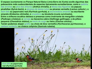 O espazo (xuntamente co Parque Natural Baixa Limia-Serra do Xurés) acolle algunhas das
poboacións máis sudoccidentais de especies típicamente eurosiberianas, como a petinha
das árvores ou pica das árbores (Anthus trivialis), a felosa das figueiras ou papuxa
picafollas (Sylvia borin), o picanço de dorso ruivo ou picanzo vermello (Lanius collurio ), o
dom fafe ou paporrubio real (Pyrrhula pyrrhula), a escrevedeira amarela ou escribente
amarelo (Emberiza citrinella), o cruzabico ou bicotorto (Loxia curvirostra).
Entre a avifauna acuática destaca a presenza como invernante do mergullón cristado
(Podiceps cristatus); a narceja ou becacina cabra (Gallinago gallinago), a da píllara
pequena (Charadrius dubius), o merlo de auga ou rieiro (Cinclus cinclus)…
Tamén podemos atopar gralha ou choia de bico vermelho (Pyrrhocorax pyrrhocorax), o
cartaxo nortenho ou chasca colipinta (Saxicola rubetra).
Dom fafe ou paporrubio
real (Pyrrhula pyrrhula)
 