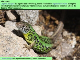 RÉPTILES:
Lagarto de água ou lagarto das silveiras (Lacerta schreiberi), lagartixa do mato ou lagarta
rabuda (Psammodromus algirus), víbora cornuda ou fuciñuda (Vipera latastei), víbora de
Seoane (Vipera seoanei)…
Lagarto de água ou lagarto das silveiras (Lacerta schreiberi).
 