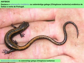ANFIBIOS
Destaca a salamandra lusitânica ou salamántiga galega (Chioglossa lusitanica) endémica de
Galiza e norte de Portugal.
Salamandra lusitânica ou salamántiga galega (Chioglossa lusitanica)
 