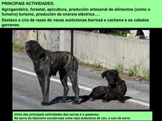 PRINCIPAIS ACTIVIDADES:
Agrogandeiro, forestal, apicultura, produción artesanal de alimentos (como o
fumeiro) turismo, produción de enerxía eléctrica….
Destaca a cría de razas de vacas autóctonas barrosá e cachena e os cabalos
garranos.
Unha das principais actividades das serras é o pastoreo.
Na serra do laboreiro consérvase unha raza autóctona de can, o can da serra.
 