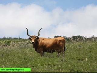 Vaca barrosã portuguesa.
 