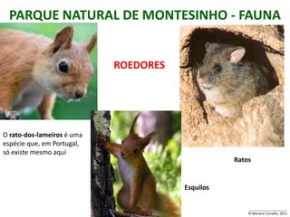PARQUE NATURAL DE MONTESINHO - FAUNA


                            ROEDORES




O rato-dos-lameiros é uma
espécie que, em Portugal,
só existe mesmo aqui
                                                  Ratos


                                       Esquilos

                                                      _____________________
                                                      © Mariana Carvalho, 2011
 