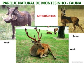 PARQUE NATURAL DE MONTESINHO - FAUNA

               ARTIODÁCTILOS




                                  Corço

Javali

                               Veado



                                 __________________
                                © Mariana Carvalho, 2011
 