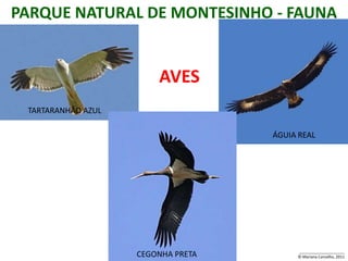 PARQUE NATURAL DE MONTESINHO - FAUNA


                        AVES
 TARTARANHÃO AZUL

                                    ÁGUIA REAL




                                         _____________________
                    CEGONHA PRETA        © Mariana Carvalho, 2011
 