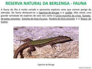 RESERVA NATURAL DA BERLENGA - FAUNA
A fauna da ilha é muito variada e apresenta espécies raras que correm perigo de
extinção. Na fauna destacam-se a lagartixa-de-bocage e o sardão. Mas existe uma
grande variedade de espécies de aves tais como o Corvo-marinho da crista, Gaivota-
de-patas-amarelas, Gaivota-de-Asas-Escuras, Pardela-de-bico-amarelo e o Roque de
Castro.




                                 Lagartixa-de-Bocage
                                                                      _____________________
                                                                      © Mariana Carvalho, 2011
 