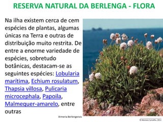 RESERVA NATURAL DA BERLENGA - FLORA
Na ilha existem cerca de cem
espécies de plantas, algumas
únicas na Terra e outras de
distribuição muito restrita. De
entre a enorme variedade de
espécies, sobretudo
botânicas, destacam-se as
seguintes espécies: Lobularia
marítima, Echium rosulatum,
Thapsia villosa, Pulicaria
microcephala, Papoila,
Malmequer-amarelo, entre
outras
                     Armeria Berlengensis   _____________________
                                            © Mariana Carvalho, 2011
 