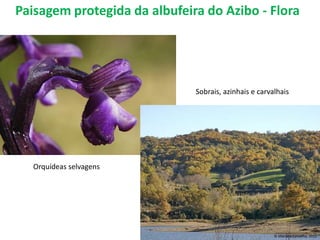 Paisagem protegida da albufeira do Azibo - Flora




                              Sobrais, azinhais e carvalhais




   Orquídeas selvagens




                                                       _____________________
                                                       © Mariana Carvalho, 2011
 
