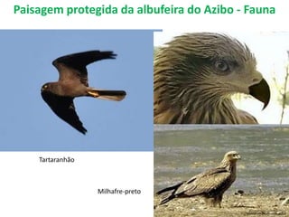 Paisagem protegida da albufeira do Azibo - Fauna




    Tartaranhão



                  Milhafre-preto

                                          _____________________
                                          © Mariana Carvalho, 2011
 