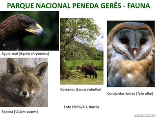 PARQUE NACIONAL PENEDA GERÊS - FAUNA




Águia-real (Aquila chrysaetos)




                                 Garranos (Equus caballus)
                                                             Coruja-das-torres (Tyto alba)


                                   Foto PNPG/A.J. Barros
Raposa (Vulpes vulpes)                                                        _____________________
                                                                              © Mariana Carvalho, 2011
 