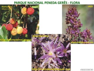 PARQUE NACIONAL PENEDA GERÊS - FLORA




          Quita-merendas




                                       _____________________
                                       © Mariana Carvalho, 2011
 