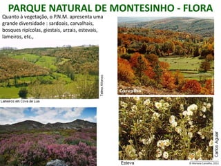 PARQUE NATURAL DE MONTESINHO - FLORA
Quanto à vegetação, o P.N.M. apresenta uma
grande diversidade : sardoais, carvalhais,
bosques ripícolas, giestais, urzais, estevais,
lameiros, etc.,




                                                 _____________________
                                                 © Mariana Carvalho, 2011
 