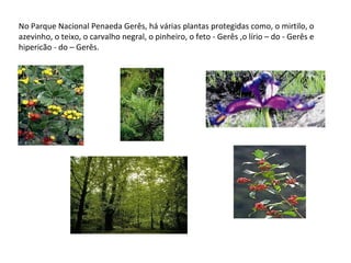 No Parque Nacional Penaeda Gerês, há várias plantas protegidas como, o mirtilo, o azevinho, o teixo, o carvalho negral, o pinheiro, o feto - Gerês ,o lírio – do - Gerês e hipericão - do – Gerês. 