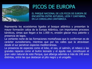 PICOS DE EUROPA Representa los ecosistemas ligados al bosque atlántico y presentan la mayor formación caliza de la Europa Atlántica, con importantes procesos kársticos, simas que llegan a los 1.000 m, erosión glaciar muy patente y presencia de lagos.  La vertiente norte de las formaciones montañosas que lo conforman es de carácter eurosiberiano, mientras que por los valles que la atraviesan desde el sur penetran especies mediterráneas.  La presencia de especies como el lobo, el oso, el salmón, el rebeco o las grandes rapaces como el buitre leonado y el águila real, constituyen el gran valor natural de este Parque, que alberga además a más de 140 aves distintas, entre las que destacan el pito negro y el urogallo. EL PARQUE NACIONAL DE LOS PICOS DE EUROPA SE ENCUENTRA ENTRE ASTURIAS, LEÓN Y CANTABRIA, EN LA CORDILLERA CANTÁBRICA.  