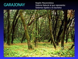 GARAJONAY Región Macaronésica Sistema Natural al que representa: Sistemas ligados a la laurisilva 