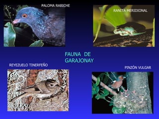 FAUNA  DE  GARAJONAY PALOMA RABICHE  RANITA MERIDIONAL  REYEZUELO TINERFEÑO  PINZÓN VULGAR  
