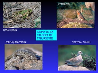 FAUNA DE LA CALDERA DE TABURIENTE PERENQUÉN COMÚN  RANA COMÚN  TÓRTOLA  COMÚN  PETIRROJO 