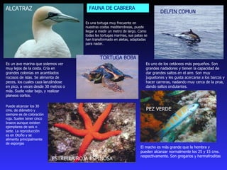 ALCATRAZ Es un ave marina que solemos ver muy lejos de la costa. Cría en grandes colonias en acantilados rocosos de islas. Se alimenta de peces, los cuales caza lanzándose en pico, a veces desde 30 metros o más. Suele volar bajo, y realizar planeos cortos. Es uno de los cetáceos más pequeños. Son grandes nadadores y tienen la capacidad de dar grandes saltos en el aire. Son muy juguetones y les gusta acercarse a los barcos y hacer carreras, nadando muy cerca de la proa, dando saltos ondulantes. DELFIN COMUN  ESTRELLA ROJA ESPINOSA Puede alcanzar los 30 cms. de diámetro y siempre es de coloración roja. Suelen tener cinco brazos aunque existen ejemplares de seis o siete. La reproducción es en Otoño y se alimenta principalmente de esponjas PEZ VERDE  El macho es más grande que la hembra y pueden alcanzar normalmente los 25 y 15 cms. respectivamente. Son gregarios y hermafroditas TORTUGA BOBA  Es una tortuga muy frecuente en nuestras costas mediterráneas, puede llegar a medir un metro de largo. Como todas las tortugas marinas, sus patas se han transformado en aletas, adaptadas para nadar. FAUNA DE CABRERA 