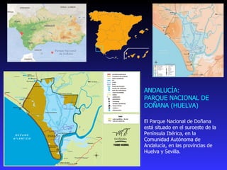 El Parque Nacional de Doñana está situado en el suroeste de la Península Ibérica, en la Comunidad Autónoma de Andalucía, en las provincias de Huelva y Sevilla. ANDALUCÍA:  PARQUE NACIONAL DE  DOÑANA  (HUELVA) 