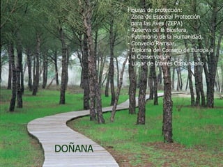 DOÑANA Figuras de protección: - Zona de Especial Protección  para las Aves (ZEPA) - Reserva de la Biosfera, - Patrimonio de la Humanidad, - Convenio Ramsar, - Diploma del Consejo de Europa a  la Conservación - Lugar de Interés Comunitario 