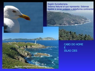 CABO DO HOME  E ISLAS CIES Región Eurosiberiana. Sistema Natural al que representa: Sistemas ligados a zonas costeras y plataforma continental 