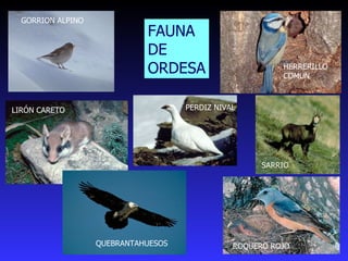 GORRION ALPINO  HERRERILLO COMUN  LIRÓN CARETO  PERDIZ NIVAL  QUEBRANTAHUESOS  ROQUERO ROJO  SARRIO   FAUNA DE ORDESA 