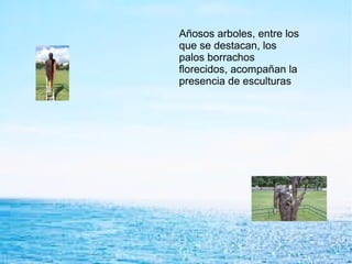 Añosos arboles, entre los
que se destacan, los
palos borrachos
florecidos, acompañan la
presencia de esculturas
 