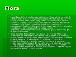 FFlloorraa 
 LLaa ccaannttiiddaadd ddee fflloorraa eenn eell ppaarrqquuee eess iinnmmeennssaa.. HHaayy mmuucchhaass eessppeecciieess ddee:: 
áárrbboolleess,, ccoommoo eell ppiinnoo;; fflloorreess,, ccoommoo llaa rroossaa;; yy aarrbbuussttooss.. SSoonn ddee eessppeecciiaall 
iinntteerrééss eessppeecciieess ccoommoo VVuullppiiaa ffoonnttqquueerraannaa,, LLiinnaarriiaa ttuurrssiiccaa,, eell eenneebbrroo 
mmaarrííttiimmoo ((JJuunniippeerruuss mmaaccrrooccaarrppaa)),, MMiiccrrooppyyrrooppssiiss ttuubbeerroossaa,, HHyyddrroocchhaarriiss 
mmoorrssuuss rraannaaee oo TThhoorreellllaa vveerrttiicciillllaattiinnuunnddaattaa,, mmuucchhaass ddee eellllaass 
aammeennaazzaaddaass.. EEnn oottrroo sseennttiiddoo ssee rreeaalliizzaann ttrraabbaajjooss ppaarraa eelliimmiinnaarr eessppeecciieess 
nnoo aauuttóóccttoonnaass ccoommoo eell eeuuccaalliippttoo,, llaa aaccaacciiaa ((AAccaacciiaa 
lloonnggiiffoolliiaa)),, GGoommpphhooccaarrppuuss ffrruuttiiccoossuuss,, NNiiccoottiiaannaa ggllaauuccaa oo llaa uuññaa ddee ggaattoo 
((CCaarrppoobbrroottuuss eedduulliiss)).. 
 OOttrraass eessppeecciieess ddeessttaaccaabblleess ddeell ppaarrqquuee,, ddee llaass mmááss ddee 990000 qquuee ssee 
aassiieennttaann eenn llooss eeccoossiisstteemmaass ddee DDooññaannaa ssoonn:: llaa aaddeellffaa,, eell aallccoorrnnooqquuee,, 
eell aallhheellíí ddee mmaarr,, eell aallmmaajjoo dduullccee,, llaa bbaarrrriillllaa ppiinncchhoossaa,, eell bbaarrrróónn,, llaa bbrreecciinnaa,, 
eell bbrreezzoo,, llaa ccaammaarriinnaa,, eell ccaannttuueessoo,, eell ccaarrddoo mmaarriinnoo,, eell ccaarrrriizzoo,, 
llaa ccllaavveelllliinnaa,, llaa eenneeaa,, eell hheelleecchhoo ccoommúúnn,, eell jjaagguuaarrzzoo,, llaa jjuunnqquueerraa,, 
eell llaabbiiéérrnnaaggoo,, llaa lleecchheettrreezznnaa ddeell mmaarr,, eell lleennttiissccoo,, llaa mmaassiieeggaa,, eell ppaallmmiittoo,, 
eell ppiinnoo ppiiññoonneerroo,, llaa rreettaammaa nneeggrraa,, llaa rreettaammaa ddee eessccoobbaass,, eell rroommeerroo,, 
llaa ssaabbiinnaa,, eell ttoojjoo,, eell ttoommiilllloo,, eell ttoorrvviissccoo oo llaa zzaarrzzaammoorraa.. TTaammbbiiéénn,, hhaayy llaass 
ppllaannttaass fflloorreecciieenntteess,, ccoommoo llaa llaavvaannddaa.. 
 