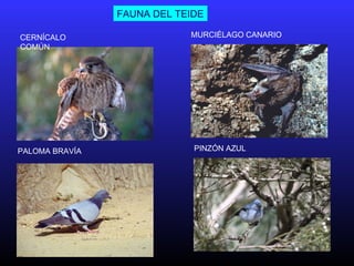 PINZÓN AZUL
CERNÍCALO
COMÚN
MURCIÉLAGO CANARIO
PALOMA BRAVÍA
FAUNA DEL TEIDE
 