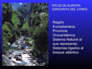 PICOS DE EUROPA:
GARGANTA DEL CARES
Región
Eurosiberiana.
Provincia
Orocantábrica
Sistema Natural al
que representa:
Sistemas ligados al
bosque atlántico
 