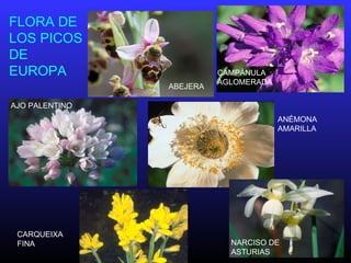 FLORA DE
LOS PICOS
DE
EUROPA
ABEJERA
AJO PALENTINO
ANÉMONA
AMARILLA
CAMPÁNULA
AGLOMERADA
CARQUEIXA
FINA NARCISO DE
ASTURIAS
 