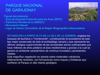 SITUADO EN LA PARTE ALTA DE LA ISLA DE LA GOMERA, engloba los
bosques de laurisilva o "monteverde", constituyendo el ecosistema de este
tipo mejor conservado de todo el archipiélago canario y que representa los
últimos vestigios supervivientes de las ancestrales selvas subtropicales que
hace millones de años poblaron el área mediterránea y gracias a la cual se
genera un ambiente característico de continua humedad y persistentes
nieblas.
Esta magnífica vegetación se asienta sobre materiales volcánicos
relativamente recientes, con formaciones como roques y fortalezas que
confieren al Parque un alto interés geológico.
PARQUE NACIONAL
DE GARAJONAY
Figuras de protección:
- Zona de Especial Protección para las Aves (ZEPA)
- Patrimonio Mundial de la UNESCO
- Monumento Natural
- Lugar de Interés Comunitario de la Región Biogeográfica Macaronésica
 