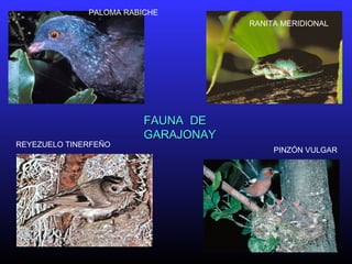 PALOMA RABICHE
RANITA MERIDIONAL
REYEZUELO TINERFEÑO
PINZÓN VULGAR
FAUNA DEFAUNA DE
GARAJONAYGARAJONAY
 