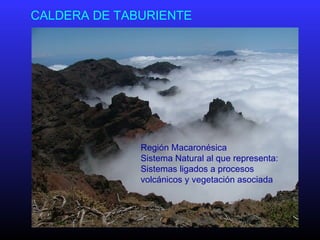 CALDERA DE TABURIENTE
Región Macaronésica
Sistema Natural al que representa:
Sistemas ligados a procesos
volcánicos y vegetación asociada
 