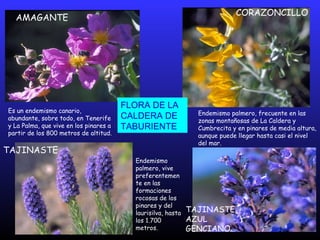AMAGANTE
Es un endemismo canario,
abundante, sobre todo, en Tenerife
y La Palma, que vive en los pinares a
partir de los 800 metros de altitud.
Endemismo palmero, frecuente en las
zonas montañosas de La Caldera y
Cumbrecita y en pinares de media altura,
aunque puede llegar hasta casi el nivel
del mar.
CORAZONCILLO
TAJINASTE
Endemismo
palmero, vive
preferentemen
te en las
formaciones
rocosas de los
pinares y del
laurisilva, hasta
los 1.700
metros.
TAJINASTE
AZUL
GENCIANO
FLORA DE LA
CALDERA DE
TABURIENTE
 