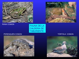 FAUNA DE LA
CALDERA DE
TABURIENTE
PERENQUÉN COMÚN
RANA COMÚN
TÓRTOLA COMÚN
PETIRROJO
 