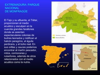 EXTREMADURA: PARQUE
NACIONAL
DE MONFRAGÜE
El Tajo y su afluente, el Tiétar,
proporcionan el medio
acuático y esculpen en la
cuarcita grandes farallones
donde se asientan
espectaculares colonias de
buitres leonados y nidifican el
halcón peregrino, el águila
perdicera, y el búho real. En
sus orillas y cauces podemos
encontrar al martín pescador,
mitos, cormoranes y
ruiseñores, además de otros
relacionados con el medio
acuático como la nutria.
 