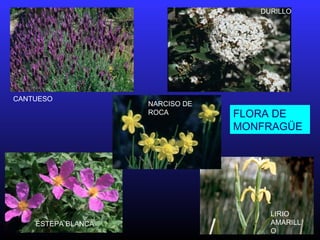 CANTUESO
DURILLO
ESTEPA BLANCA
LIRIO
AMARILL
O
NARCISO DE
ROCA FLORA DE
MONFRAGÜE
 
