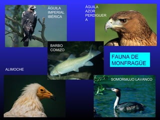 FAUNA DE
MONFRAGÜE
ÁGUILA
IMPERIAL
IBÉRICA
ÁGUILA
AZOR
PERDIGUER
A
ALIMOCHE
BARBO
COMIZO
SOMORMUJO LAVANCO
 
