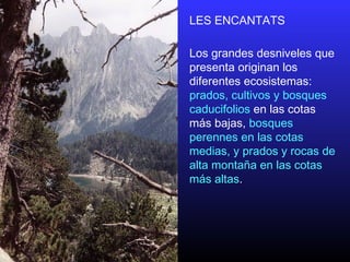 LES ENCANTATS
Los grandes desniveles que
presenta originan los
diferentes ecosistemas:
prados, cultivos y bosques
caducifolios en las cotas
más bajas, bosques
perennes en las cotas
medias, y prados y rocas de
alta montaña en las cotas
más altas.
 