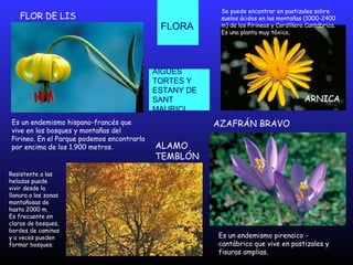 FLORA
FLOR DE LIS
Es un endemismo hispano-francés que
vive en los bosques y montañas del
Pirineo. En el Parque podemos encontrarla
por encima de los 1.900 metros.
Es un endemismo pirenaico -
cantábrico que vive en pastizales y
fisuras amplias.
AZAFRÁN BRAVO
ALAMO
TEMBLÓN
ARNICA
Se puede encontrar en pastizales sobre
suelos ácidos en las montañas (1000-2400
m) de los Pirineos y Cordillera Cantábrica.
Es una planta muy tóxica.
Resistente a las
heladas puede
vivir desde la
llanura a las zonas
montañosas de
hasta 2000 m.
Es frecuente en
claros de bosques,
bordes de caminos
y a veces pueden
formar bosques.
AIGÜES
TORTES Y
ESTANY DE
SANT
MAURICI
 