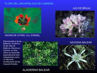FLORA DEL ARCHIPIELAGO DE CABRERA
ADONIS DE OTOÑO, ULL D'ÀNGEL
AZUCENA BALEAR
Representativa de las
Baleares. Endémico
de las islas de
Mallorca, Menorca y
Cabrera, en esta
última se desarrolla
especialmente bien,
integrándose como
un elemento
constituyente de las
maquias litorales.
ALADIERNO BALEAR
AJO DE BRUJA
 