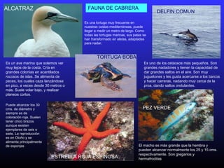 ALCATRAZ
Es un ave marina que solemos ver
muy lejos de la costa. Cría en
grandes colonias en acantilados
rocosos de islas. Se alimenta de
peces, los cuales caza lanzándose
en pico, a veces desde 30 metros o
más. Suele volar bajo, y realizar
planeos cortos.
Es uno de los cetáceos más pequeños. Son
grandes nadadores y tienen la capacidad de
dar grandes saltos en el aire. Son muy
juguetones y les gusta acercarse a los barcos
y hacer carreras, nadando muy cerca de la
proa, dando saltos ondulantes.
DELFIN COMUN
ESTRELLA ROJA ESPINOSA
Puede alcanzar los 30
cms. de diámetro y
siempre es de
coloración roja. Suelen
tener cinco brazos
aunque existen
ejemplares de seis o
siete. La reproducción
es en Otoño y se
alimenta principalmente
de esponjas
PEZ VERDE
El macho es más grande que la hembra y
pueden alcanzar normalmente los 25 y 15 cms.
respectivamente. Son gregarios y
hermafroditas
TORTUGA BOBA
Es una tortuga muy frecuente en
nuestras costas mediterráneas, puede
llegar a medir un metro de largo. Como
todas las tortugas marinas, sus patas se
han transformado en aletas, adaptadas
para nadar.
FAUNA DE CABRERA
 