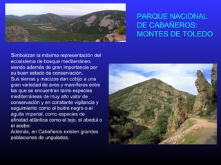 Simbolizan la máxima representación del
ecosistema de bosque mediterráneo,
siendo además de gran importancia por
su buen estado de conservación.
Sus sierras y macizos dan cobijo a una
gran variedad de aves y mamíferos entre
las que se encuentran tanto especies
mediterráneas de muy alto valor de
conservación y en constante vigilancia y
seguimiento como el buitre negro o el
águila imperial, como especies de
afinidad atlántica como el tejo, el abedul o
el acebo.
Además, en Cabañeros existen grandes
poblaciones de ungulados.
PARQUE NACIONAL
DE CABAÑEROS:
MONTES DE TOLEDO
 