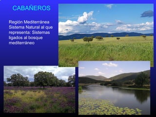 CABAÑEROS
Región Mediterránea
Sistema Natural al que
representa: Sistemas
ligados al bosque
mediterráneo
 