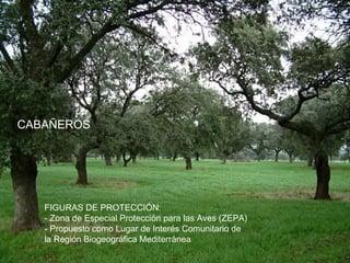 CABAÑEROS
FIGURAS DE PROTECCIÓN:
- Zona de Especial Protección para las Aves (ZEPA)
- Propuesto como Lugar de Interés Comunitario de
la Región Biogeográfica Mediterránea
 