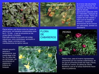 Planta leñosa, que florece entre los meses de
abril a junio, con tamaños comprendidos entre
los 2 - 10 mts. , y que se encuentra en las
zonas inferior y montaña.
Este bello arbusto forma parte del cortejo
natural que, como sotobosque, acompaña a
robles, hayas y encinas en sus
manifestaciones de óptimo natural.
ARCE DE MONTPELLIERACEBO Es el arce más abundante
de nuestra Península. Se
presenta con frecuencia con
talla de arbusto,
apareciendo salpicado entre
los matorrales y bosques de
nuestros montes. Tiene una
madera de color rosado o
rojizo que se emplea en
tornería y, cuando las
dimensiones de los troncos
son adecuadas, también en
ebanistería
Arbusto pequeño
perenne o
semiperenne, que
puede llegar a los
3m. Es nativo del
sur de Europa, y lo
encontramos en
espesuras y
linderos de
bosques.
JAZMÍN SILVESTE
Planta vivaz, pasa el invierno representada
únicamente por sus rizomas subterráneos, de
los que en primavera brotan las hojas y flores;
fructifica en verano. Es planta de colores
llamativos, que en el campo fácilmente hacen
notar su presencia.
PEONIAFLORA
DE
CABAÑEROS
 